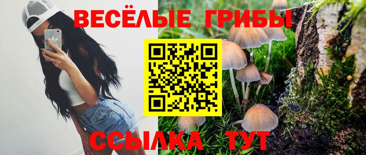 Братск  купить наркотики сайты  Псилоцибиновые грибы ЛСД  Вход с VPN  Псилоцибиновые грибы Magic Shrooms 